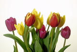 Fototapeta Tulipany - kompozycja kwiatowa