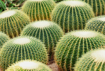 Wall Mural - Cactus