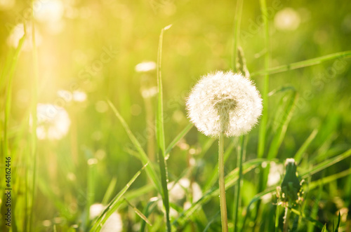 Obraz na płótnie canvas dwuczęściowy "dyptyk" Łąka z dandelions