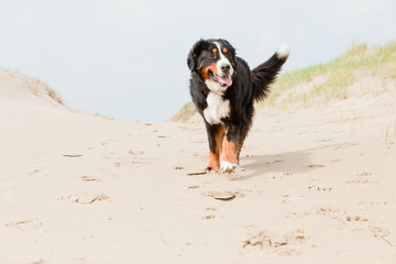 Wall Mural - Happy playful berner sennen dog outdoors in dune landscape.