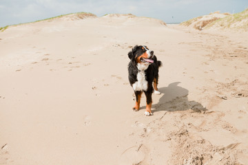 Wall Mural - Happy playful berner sennen dog outdoors in dune landscape.