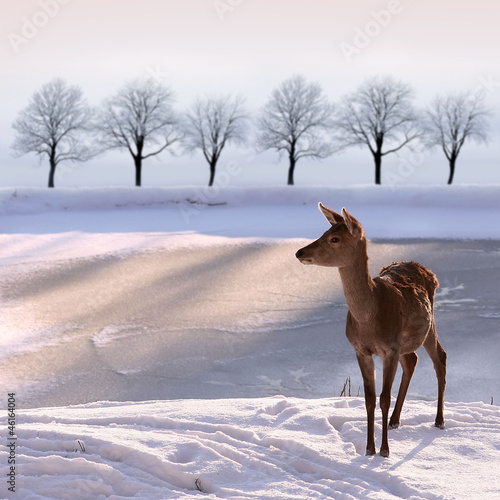 Naklejka dekoracyjna doe and snowy landscape