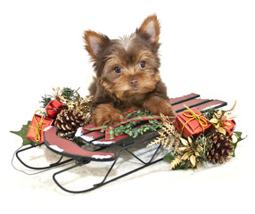 Wall Mural - Christmas Yorkie Puppy