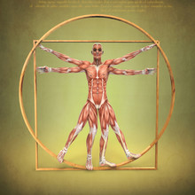Anatomía De Hombre De Vitruvio