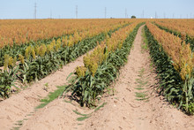 Fiel Of Grain Sorghum Or Milo Crop In West Texas