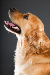 Wall Mural - Golden retriever isolated on grey background. Studio shot.