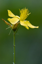 Yellow Hypericum Perforatum Guttifere