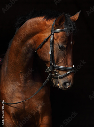 Fototapeta na wymiar Bay Trakehner Horse with classic bridle