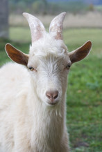 Closeup Portrait Of A Goat, Outside In A Courtyard