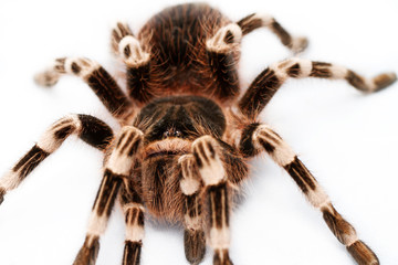 beautiful spider