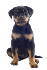 Canvas Print - puppy rottweiler