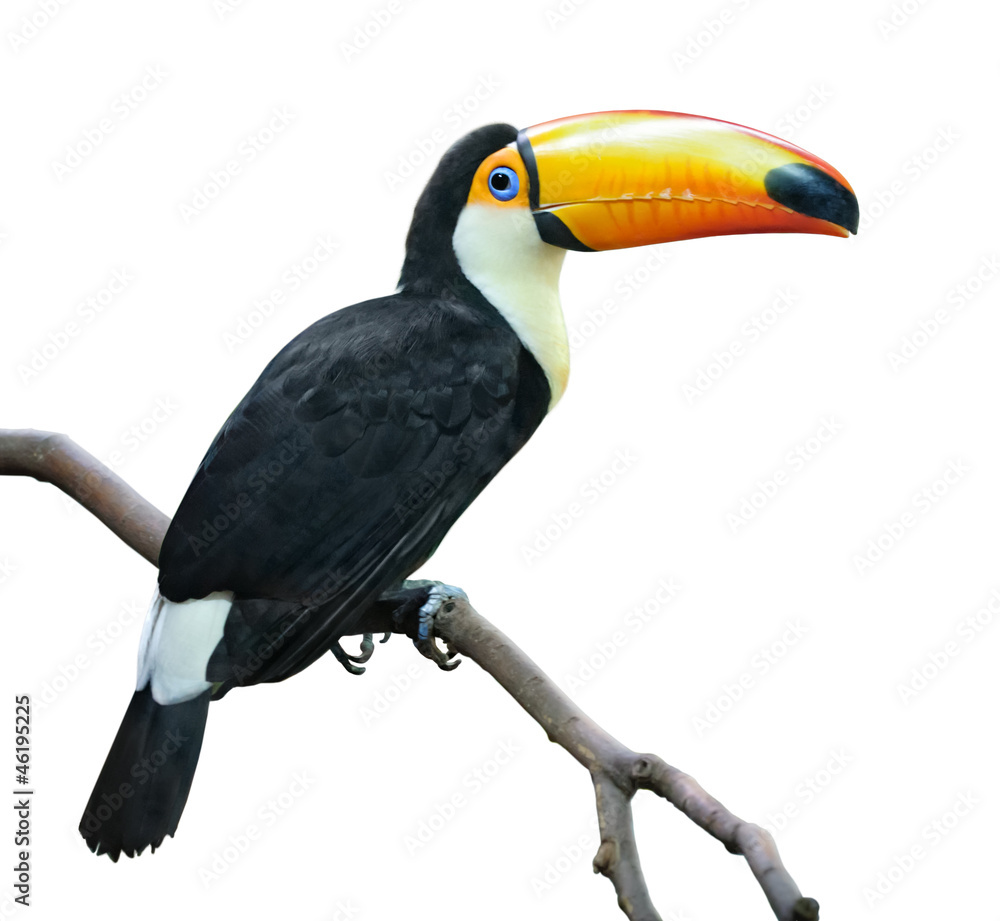 isolated bird. Toucan sits on a branch isolated on white background - obrazy, fototapety, plakaty 