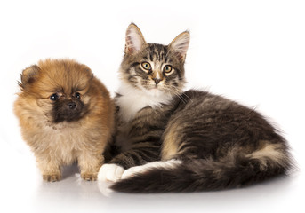 Wall Mural - Spitz puppy and kitten breeds Maine Coon, Cat and dog