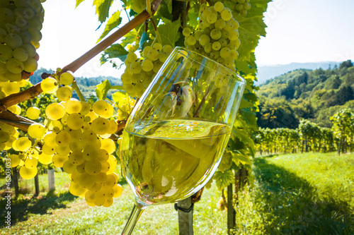 Naklejka nad blat kuchenny Weinglas mmit Wein im Weingarten