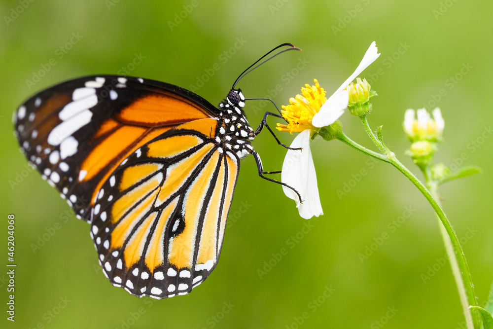 Closeup Butterfly on Flower - obrazy, fototapety, plakaty 