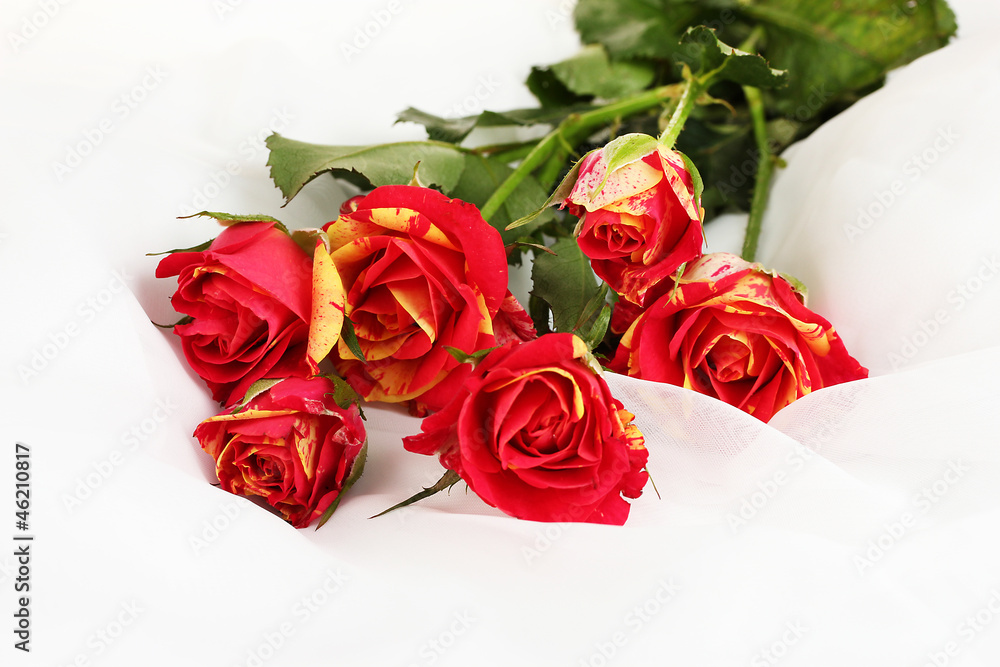 Beautiful red-yellow roses on white chiffon close-up
