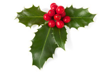 Holly With Berries, Clipping Path Included.