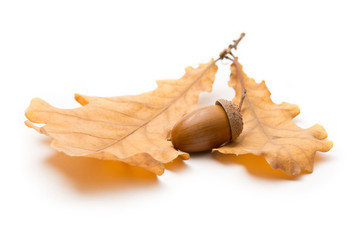 Wall Mural - Fresh acorn with dried leaves