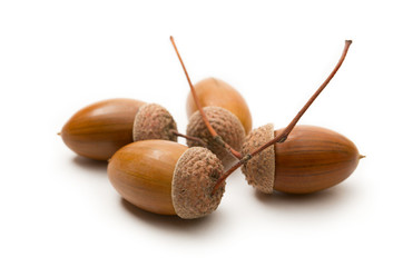 Wall Mural - Heap of acorns on white