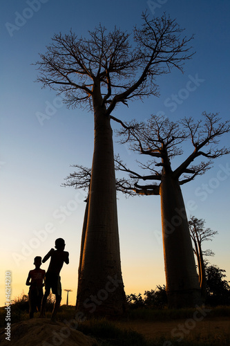Board z aluminiowym obramowaniem Baobab aleja, madagaskar