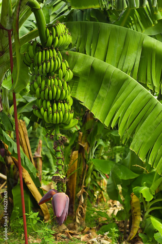 Naklejka na szybę Bunch of ripening bananas on the tree in garden