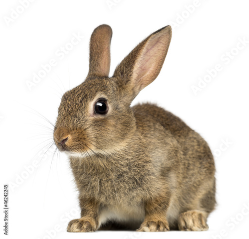 Fotografía European rabbit or common rabbit, 2 months old