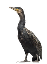 Great Cormorant, Phalacrocorax Carbo