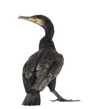 Rear View Of A Great Cormorant, Phalacrocorax Carbo