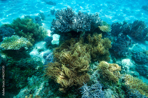 Obraz na płótnie canvas Coral Coral Coral Coral