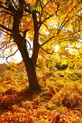 Sticker - Beautiful autumnal maple tree