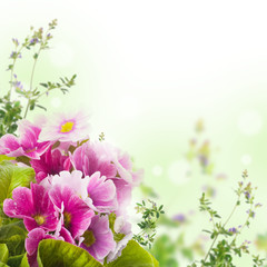 Fotomurales - a spring primrose is in a bouquet, floral background