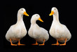 three duck