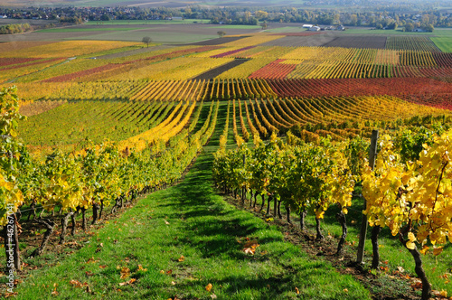 Naklejka - mata magnetyczna na lodówkę Vineyards in autumn colours. The Rhine valley, Germany