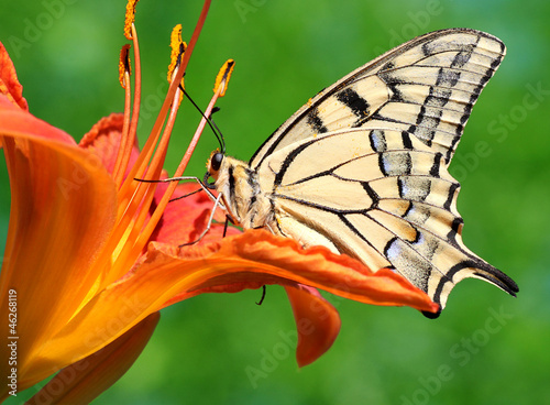 Tapeta ścienna Bliska motyl papilio machaon siedzi na lilia