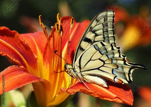 Tapeta ścienna Bliska papilio machaon motyl na lilii