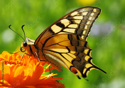 Tapeta ścienna Motyl papilio machaon siedzi na kwiat nagietka
