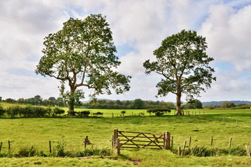 Trees and a field gate in rural English landscape