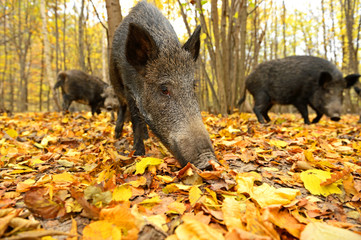 Wall Mural - wild pig