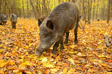 Wall Mural - wild pig