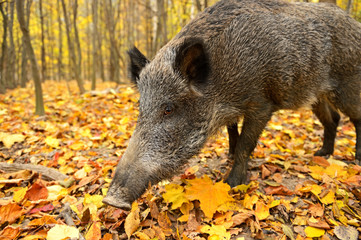 Wall Mural - wild pig