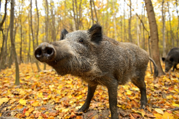 Wall Mural - wild pig
