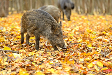 Wall Mural - wild pig