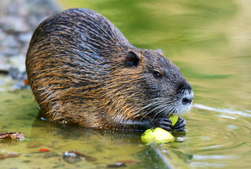 Wall Mural - muskrat