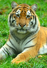 Wall Mural - tigers