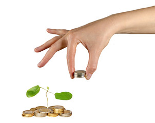 Tree growing from pile of coins