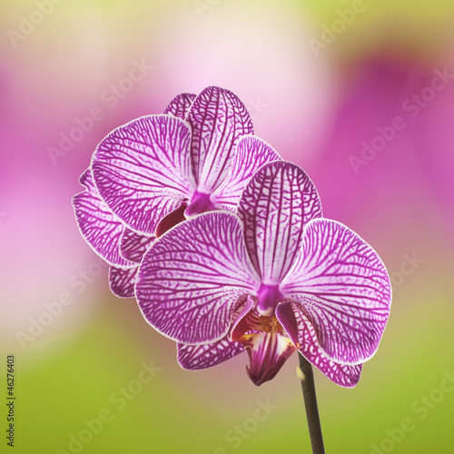 Obraz na płótnie canvas Orchidea