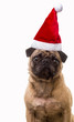 Dog wearing a Christmas elf hat