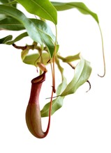 Carnivorous Plant. Pitcher Plant ( Nepenthes Rafflesiana )