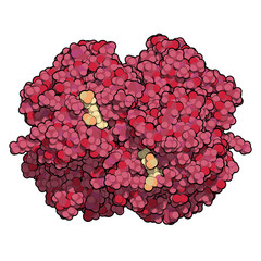 Poster - Hemoglobin protein (Hb), chemical structure