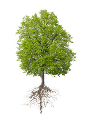 tree with a root
